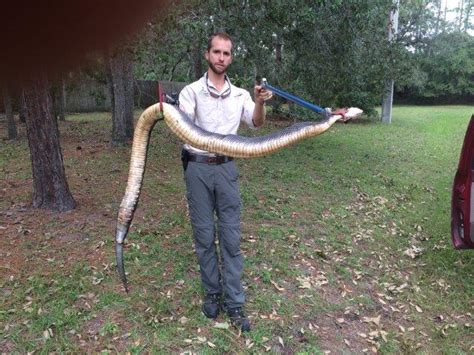 Giant Cottonmouth Water Moccasin Caught Alive