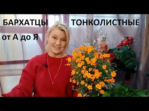 Бархатцы тонколистные от А до Я - YouTube