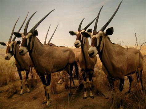 Gemsbok Wallpapers Wallpaper Cave