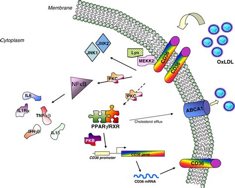 Figure 3 From Cd36 And Macrophages In Atherosclerosis Semantic Scholar