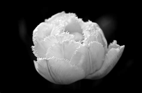 Naked Tulip Photograph By Julie Cowin Pixels