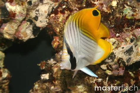 Threadfin Butterflyfish Chaetodon Auriga MasterFisch