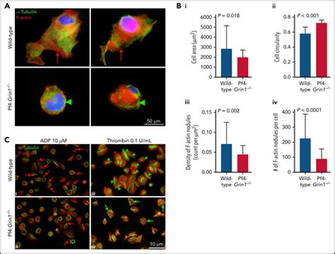 Deletion Of Grin1 In Mouse Megakaryocytes Reveals Nmda Receptor Role In