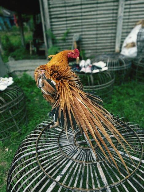 Premium Photo Ayam Hias Bangkok Ekor Lidi Klaten
