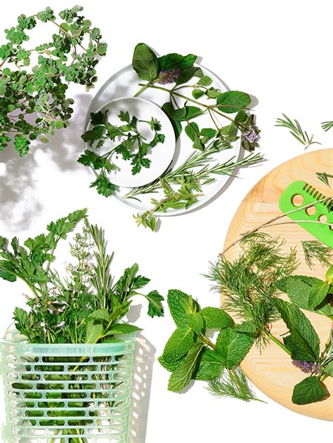 Herb Guide How To Useand StoreFresh Herbs OXO Australia