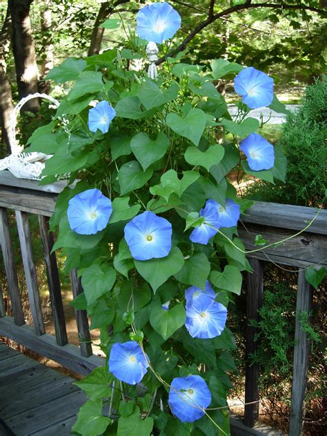 Glorious Morning Glories | Morning glory flowers, Beautiful nature ...