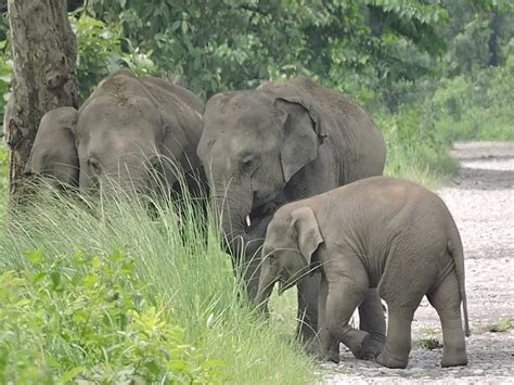 Manas National Park: A Hidden Gem of Northeast India