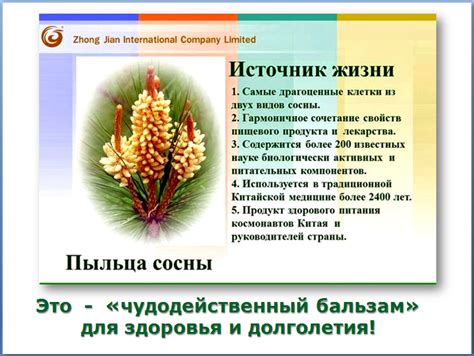 Сосновая пыльца: лечебные свойства и противопоказания, применение в ...