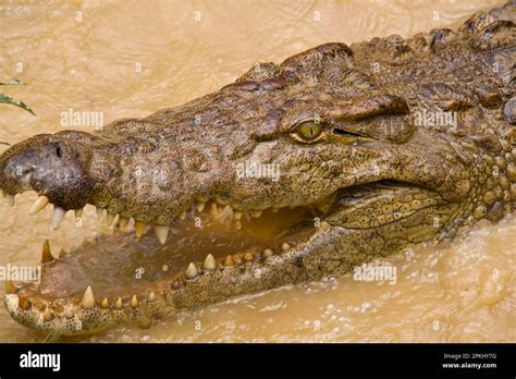 Nile Crocodile, Nile Crocodiles, Other Animals, Crocodiles, Reptiles
