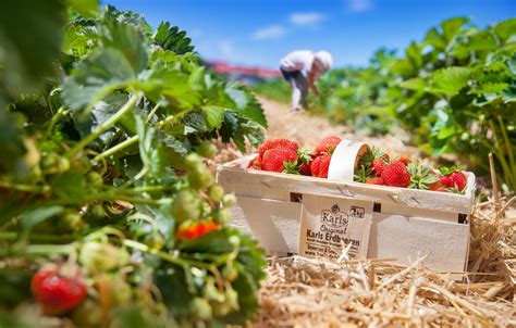 Erdbeeren Selber Pfluecken Roev Nr Marepublica Kommunikation Im