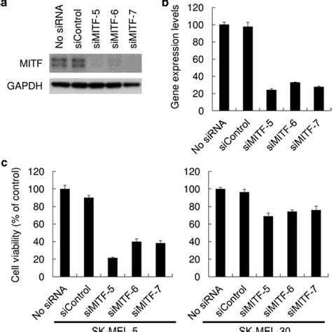 Gene expression levels of MITF, TRPM1, and SLC45A2 in melanoma cell ...