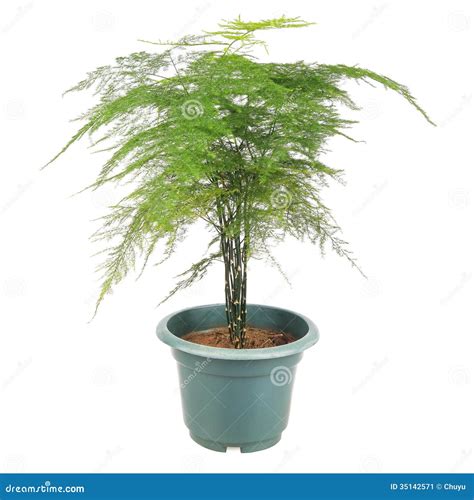 Asparagus fern stock image. Image of ornamental, abstract - 35142571