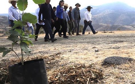 Plantan Mil Rboles En La Comunidad Del Sauz Seco El Sol De Le N