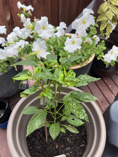 What’s causing the shrivelled leaves? : r/HotPeppers