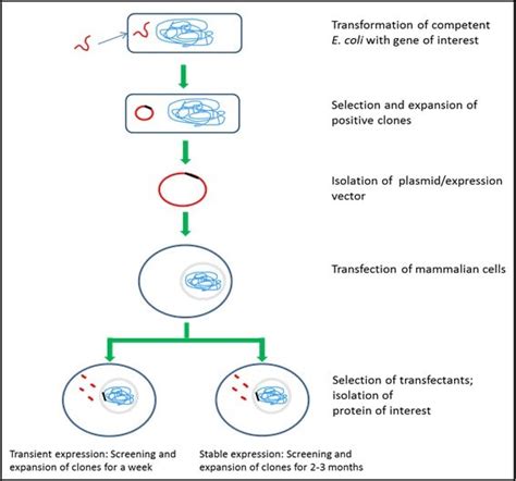 Protein Expression Systems