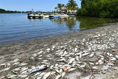 Local Sarasota Community News in Sarasota, FL | Sarasota Herald-Tribune