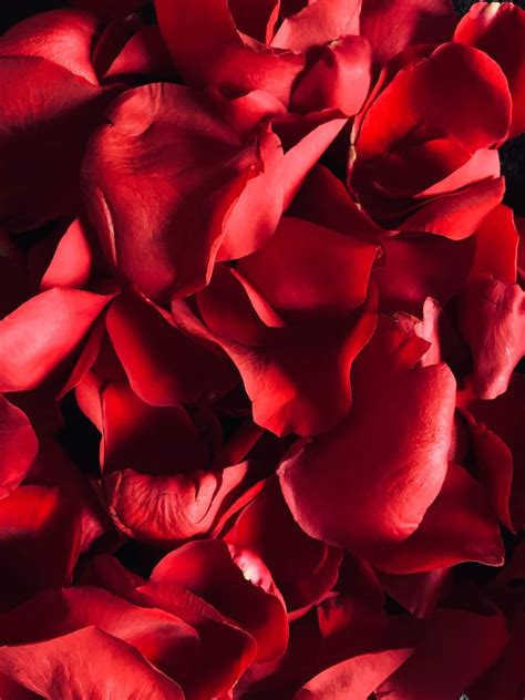 Red Rose Petals iPhone Wallpaper | Valentine's Day Wallpapers For Your ...