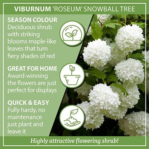 Viburnum Opulus Roseum Snowball Tree 79cm Yougarden