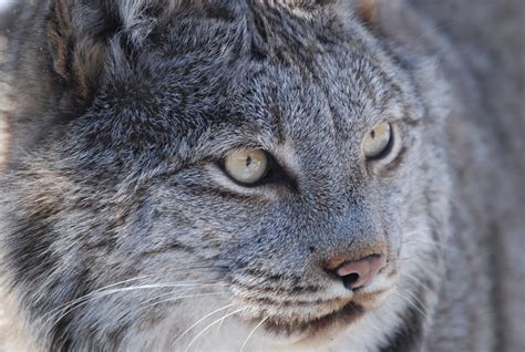Canadian Lynx Pet