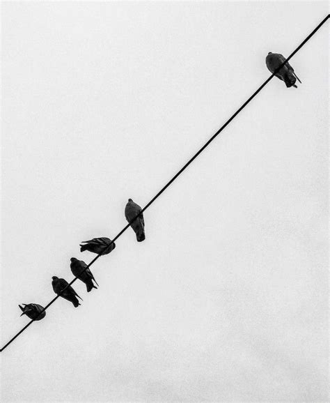 Pin By R Sh On Birds Childhood Memories Black And White Birds