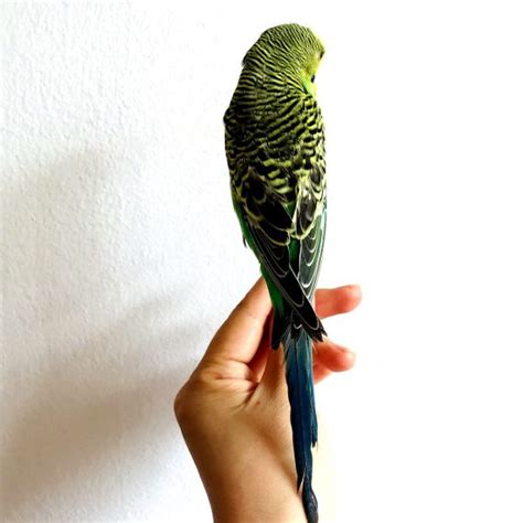 Taxidermy Stuffing Eurasian Green Colour Melopsittacus Undulatus