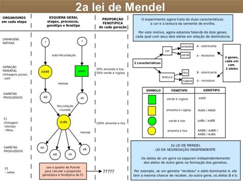 MAPA MENTAL - SEGUNDA LEI DE MENDEL ~ Biomais Katia Queiroz