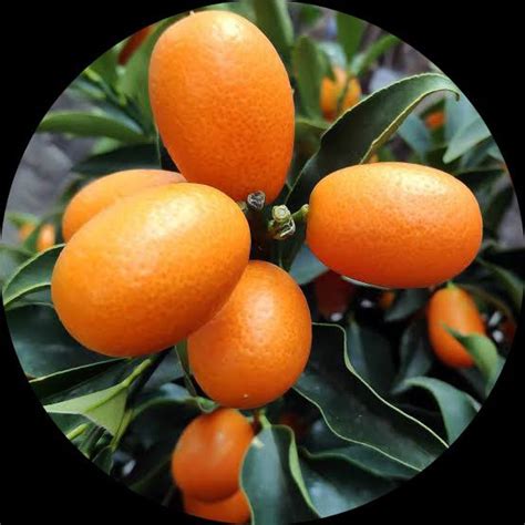 buy nagami kumquat orange plant onlne today fast shipping