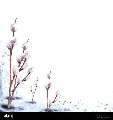 Watercolor Flowering Branches Pussy Willow Trees On Watercolor Stains Background Card Template
