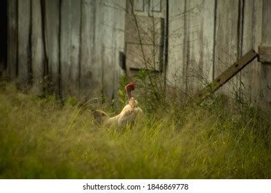 467 Naked Neck Hen Images Stock Photos Vectors Shutterstock