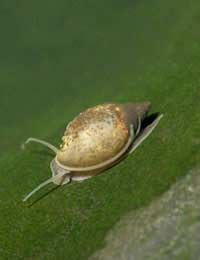 Pond Snails in Your Pond - Pond Expert