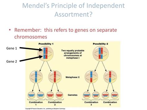 PPT INTRODUCTION TO LINKED GENES AND SEX LINKAGE H Biology Ms Kim