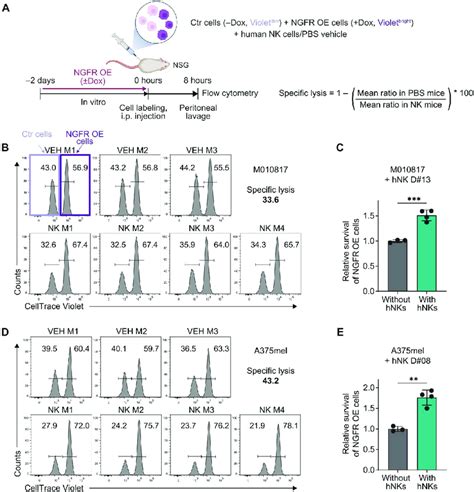 Ngfr Expression Protects Melanoma Cells From Human Nk Cell Cytotoxicity