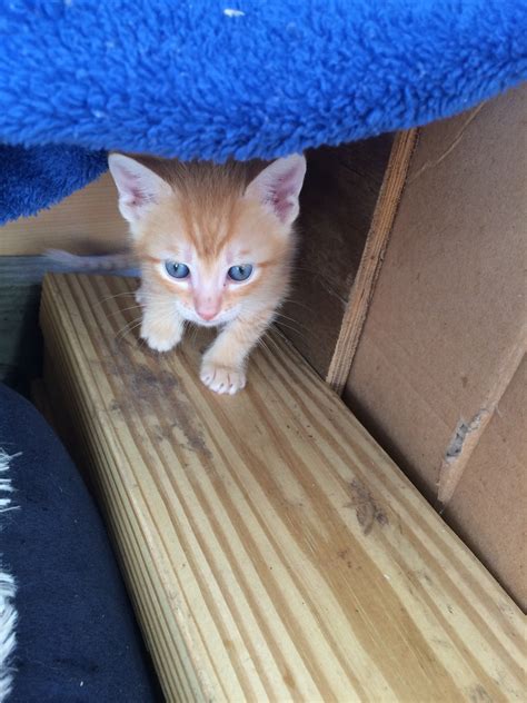 cats henrys pictures