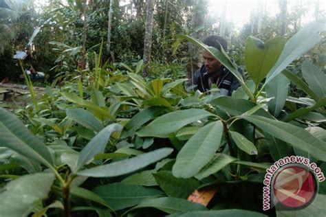 Semangat Masyarakat Tanam Jelutung Di Lahan Gambut Antara News Jambi