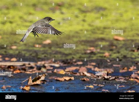 Eastern Phoebe during autumn migration Stock Photo - Alamy