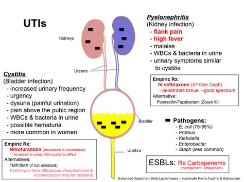 The Health Website Kidney Infection