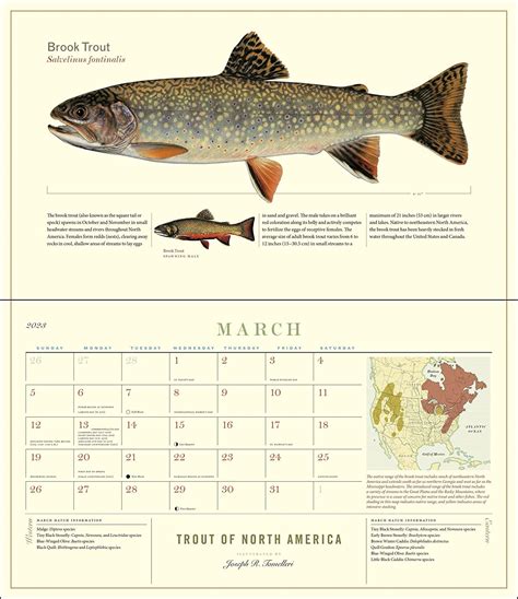 Trout Of North America Calendar Kiah Selene