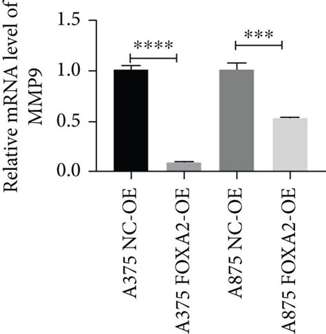 FOXA2 Inhibits MMP9 Transcription A B RT QPCR And Western Blotting