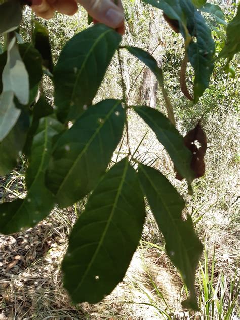 Guioa From The Gap Qld Australia On October At Am