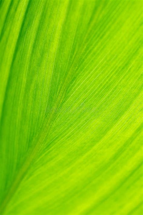 leaf close  stock image image  growth leaf natural