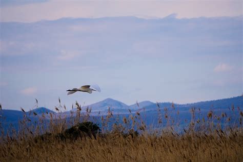 airone volo  photo  pixabay pixabay