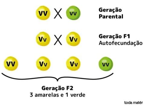 Primeira E Segunda Lei De Mendel - Primeira E Segunda Lei De Mendel | Lettycia Brolezi | Quizur