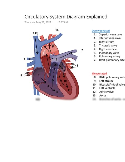 SOLUTION: Circulatory system diagram explained - Studypool