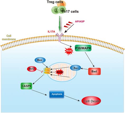 Exploring the mechanism by which Angelica sinensis improves