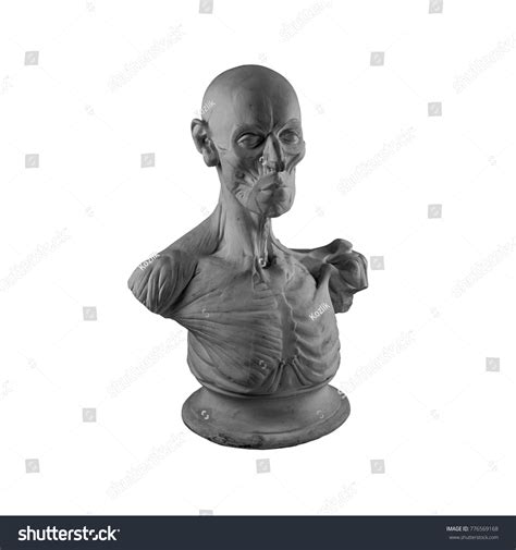 Plaster Statue Naked Man Anatomically Shaped Stock Photo 776569168