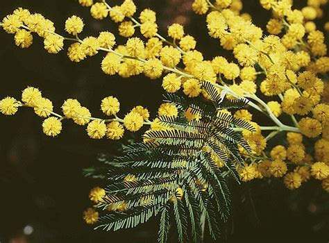 Mimosa Planter Tailler Et Entretenir Artofit