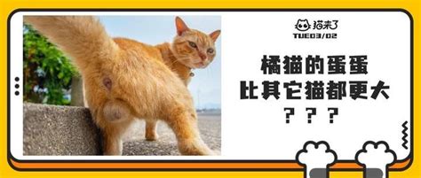 带我家猫去绝育，医生说猫蛋蛋太小那方面可能不太行 知乎