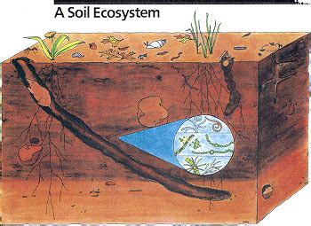 What Is Living In The Soil Montana Science Partnership