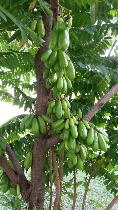 Pin By Ajier Paiyo Mpo On Flora Kebun Sayur Tanaman Dekorasi Tanaman