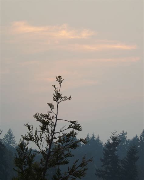 Free Images Tree Nature Branch Cloud Sky Sunrise Sunset